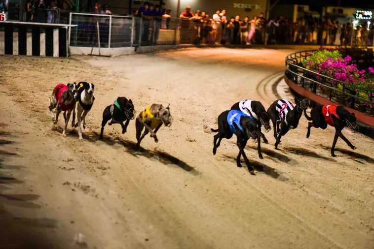 Tuyệt Chiêu Áp Dụng Cách Chơi Game Nhanh Đua Chó Tại Bet66 Hiệu Quả 2 Tuyệt Chiêu Áp Dụng Cách Chơi Game Nhanh Đua Chó Tại Bet66 Hiệu Quả