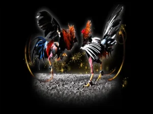 Bí Kíp Chơi Đá Gà Sabong Tại Bet66 Ăn Tiền Thưởng Cực Khủng Ngay