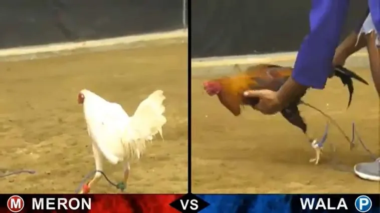 Bí Kíp Chơi Đá Gà Sabong Tại Bet66 Ăn Tiền Thưởng Cực Khủng Ngay